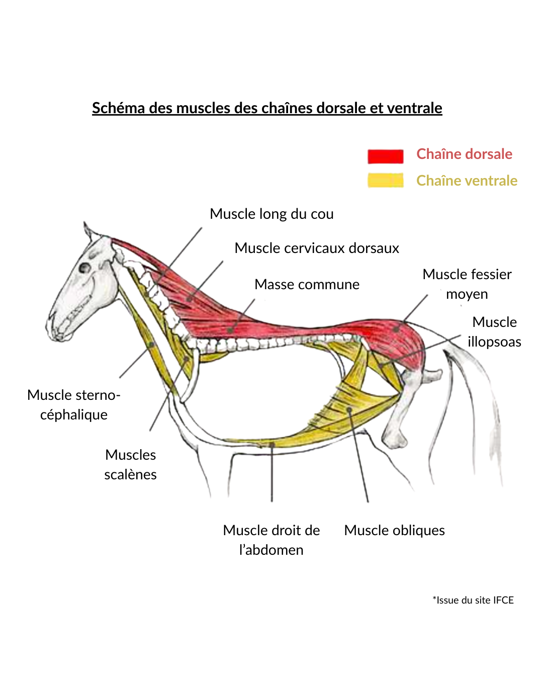 Schéma Dorsalgie cheval